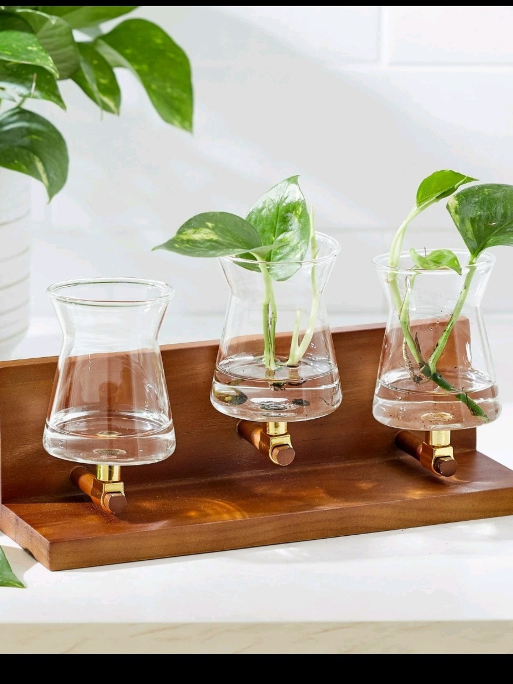 Better Homes Gardens 3 Beaker Plant Propagation Station